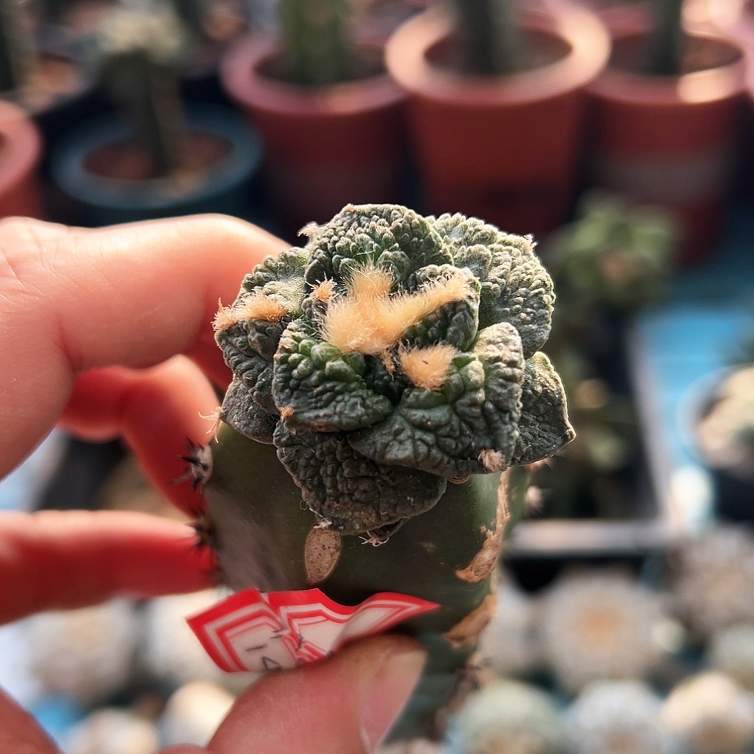 141龟甲牡丹新年快乐mmmm