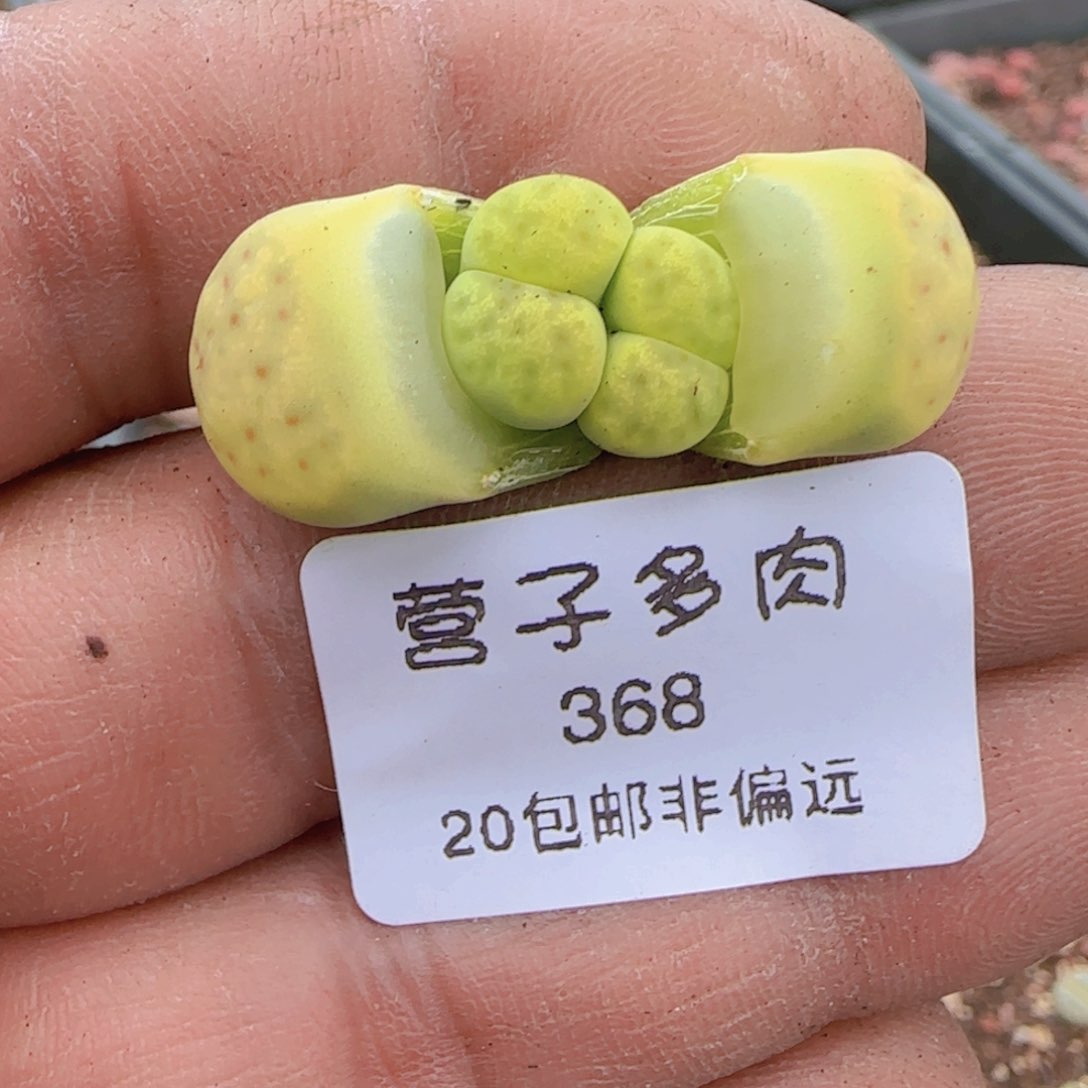 绿神迪。           z