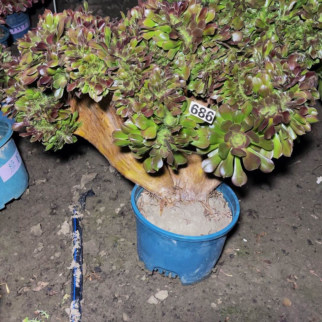 玫瑰法师15//25包邮法师