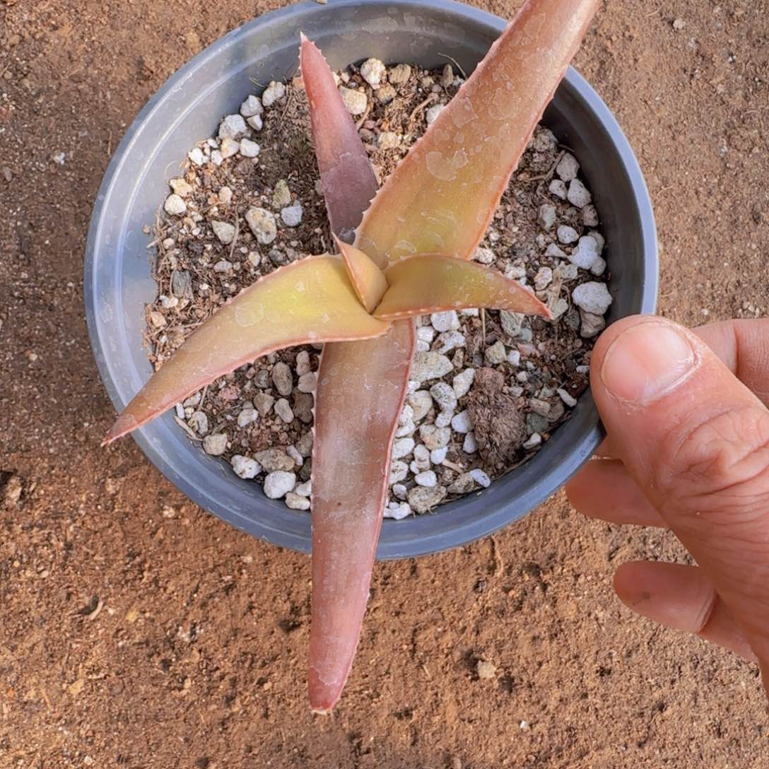 阿***品块根植物块根植物