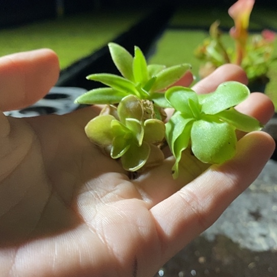 完全开放威悉 缇娜 啊芙罗迪帝