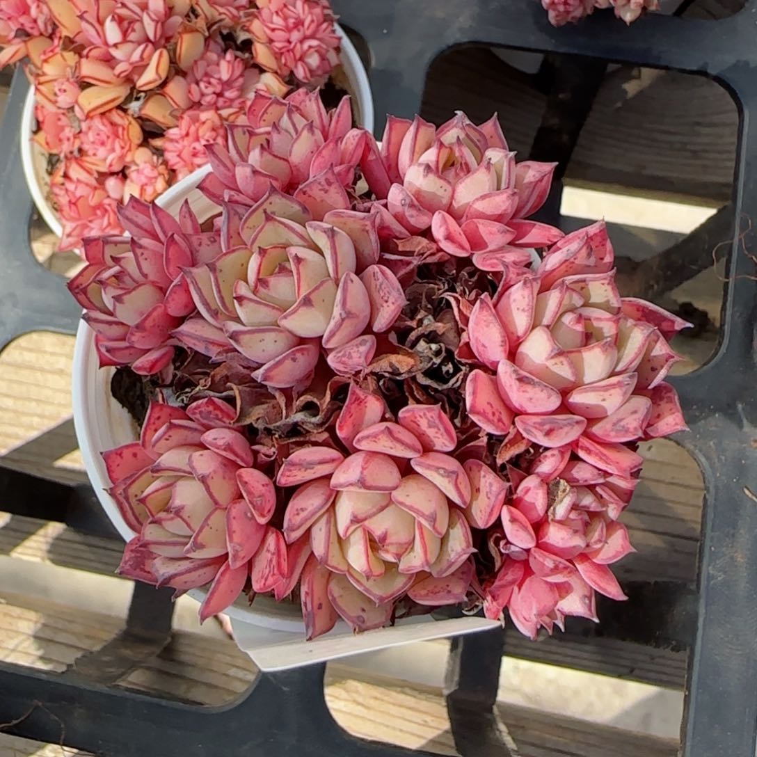 花语逸镜0125-140甜茶