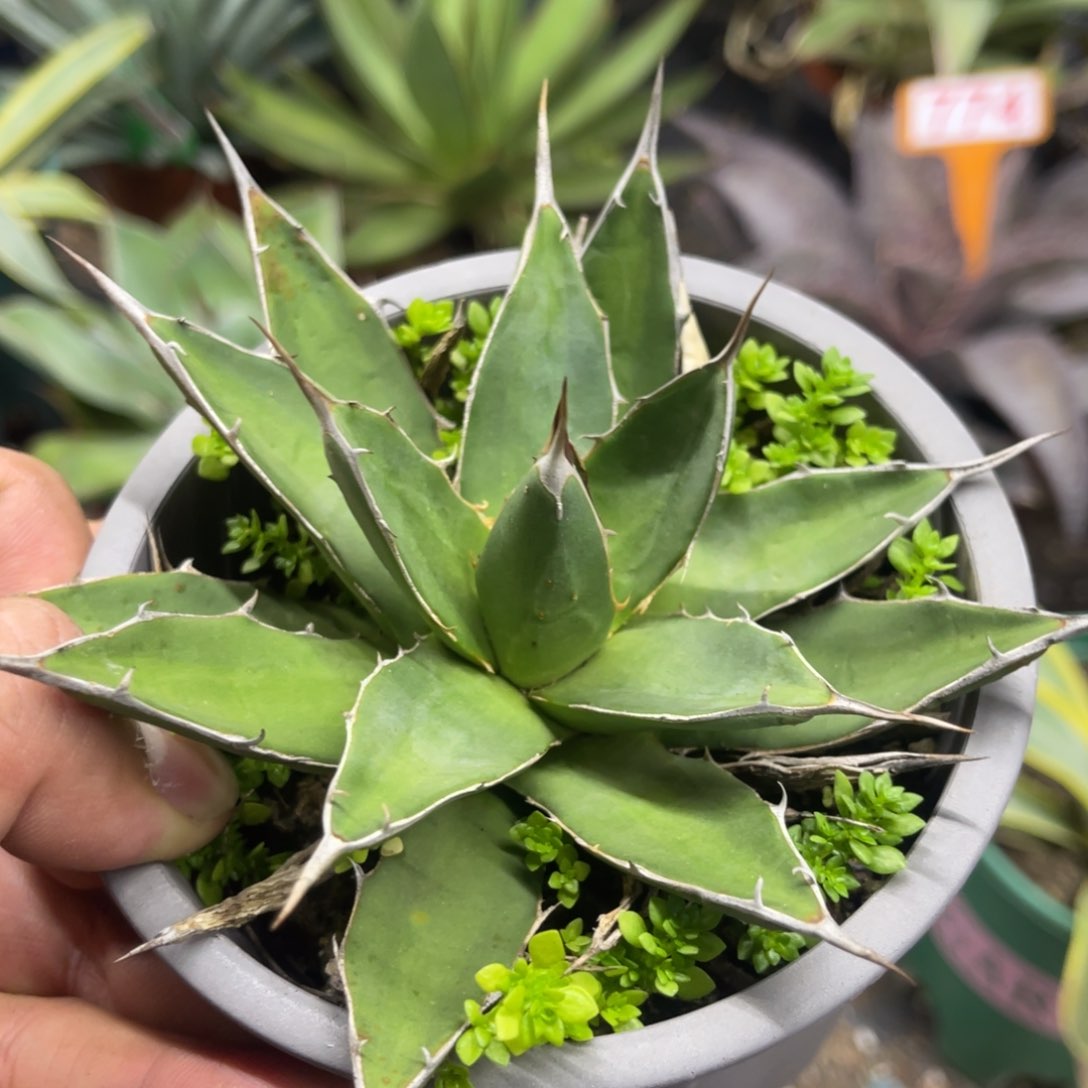 王妃背刺帝释天龙舌兰