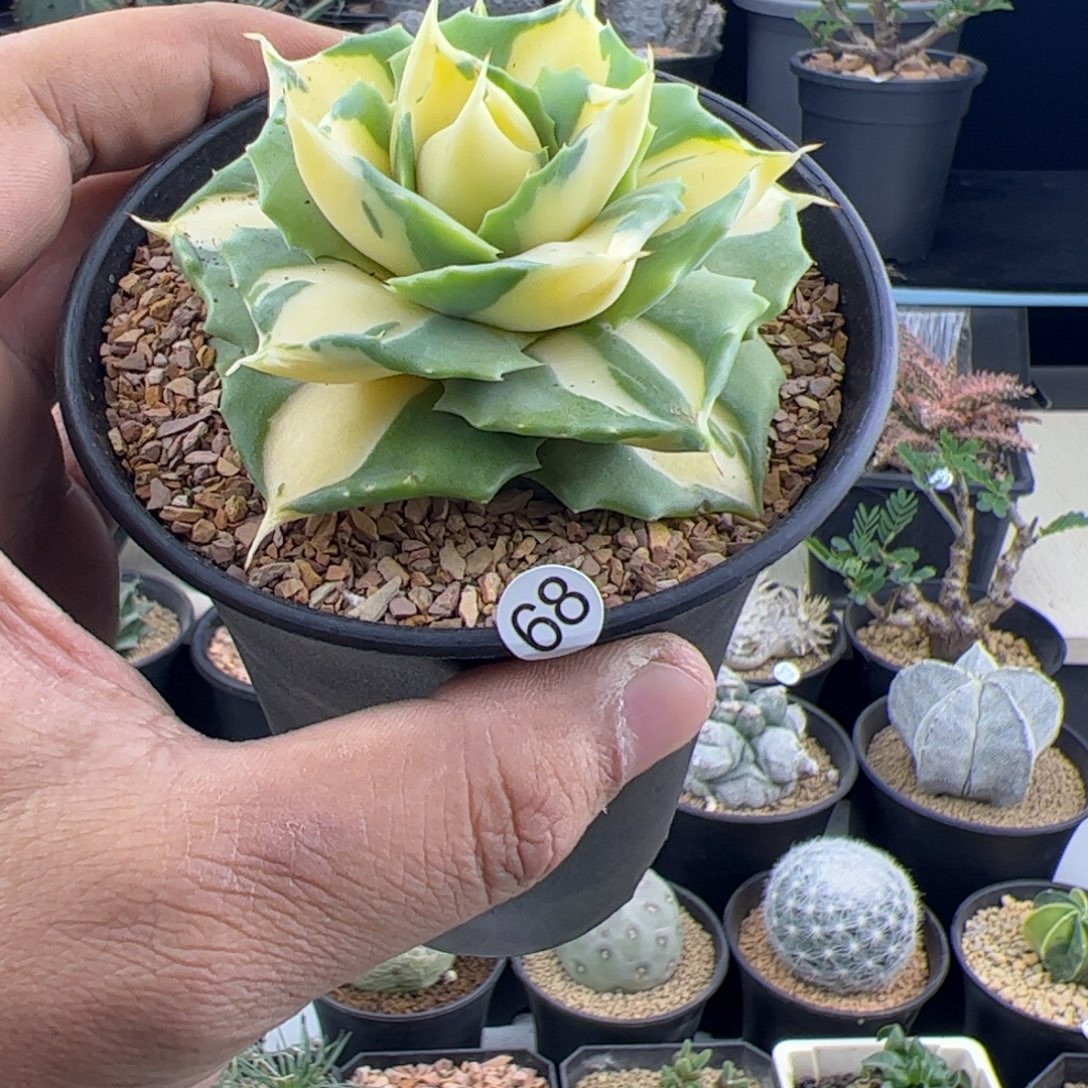 H***兒厚叶黄中斑龙舌兰一物一拍