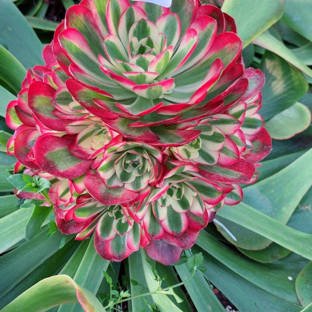 余***就31法师锦多肉1204红运寄养