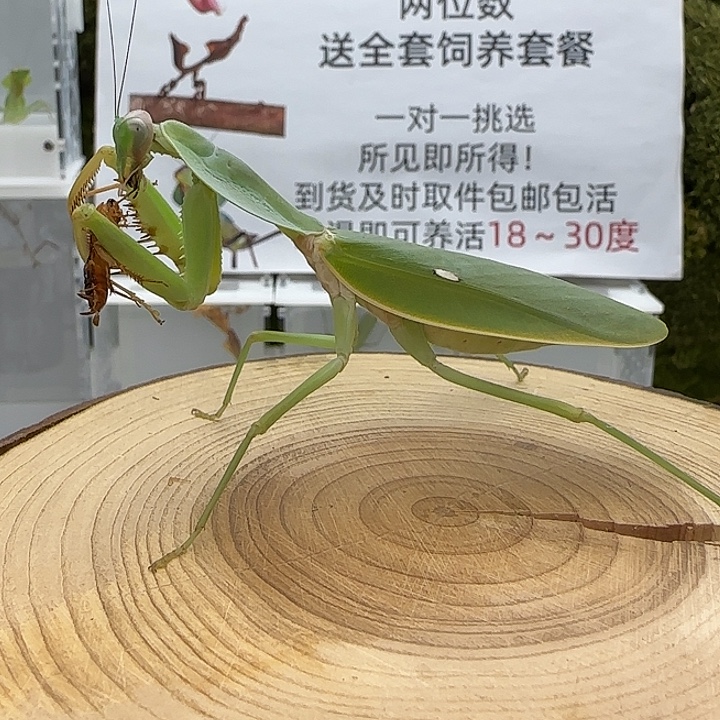蟋蟀圆盾螳螂成体母 单虫