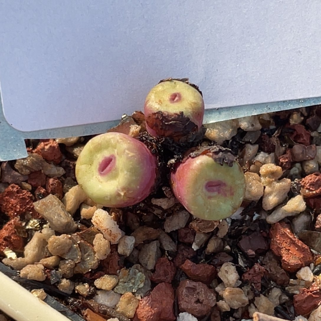 29-90嘴多肉植物肉锥