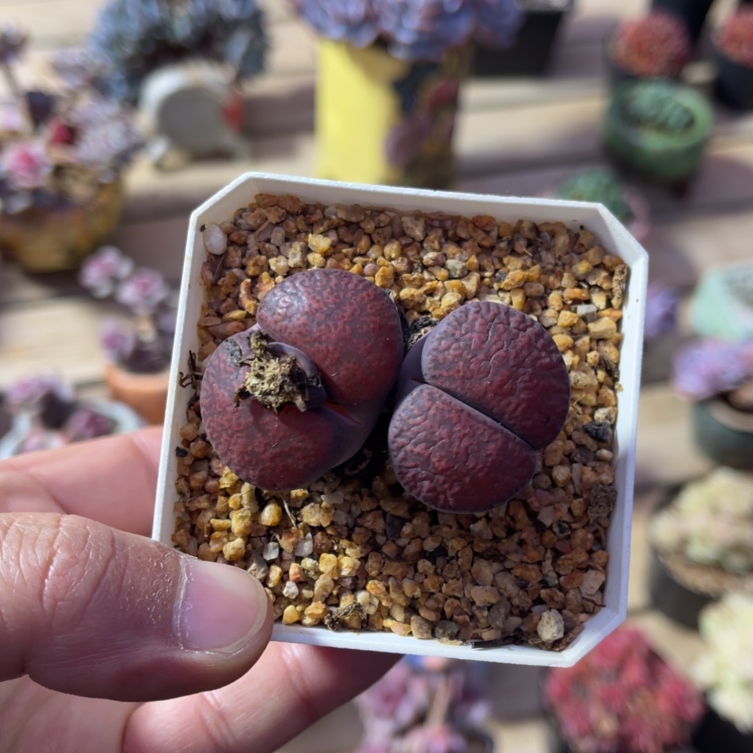 一物一拍可带盆土发