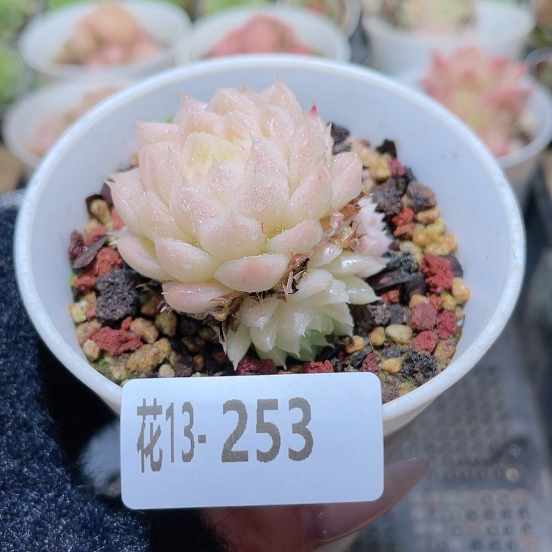 花利美13-253麦秆
