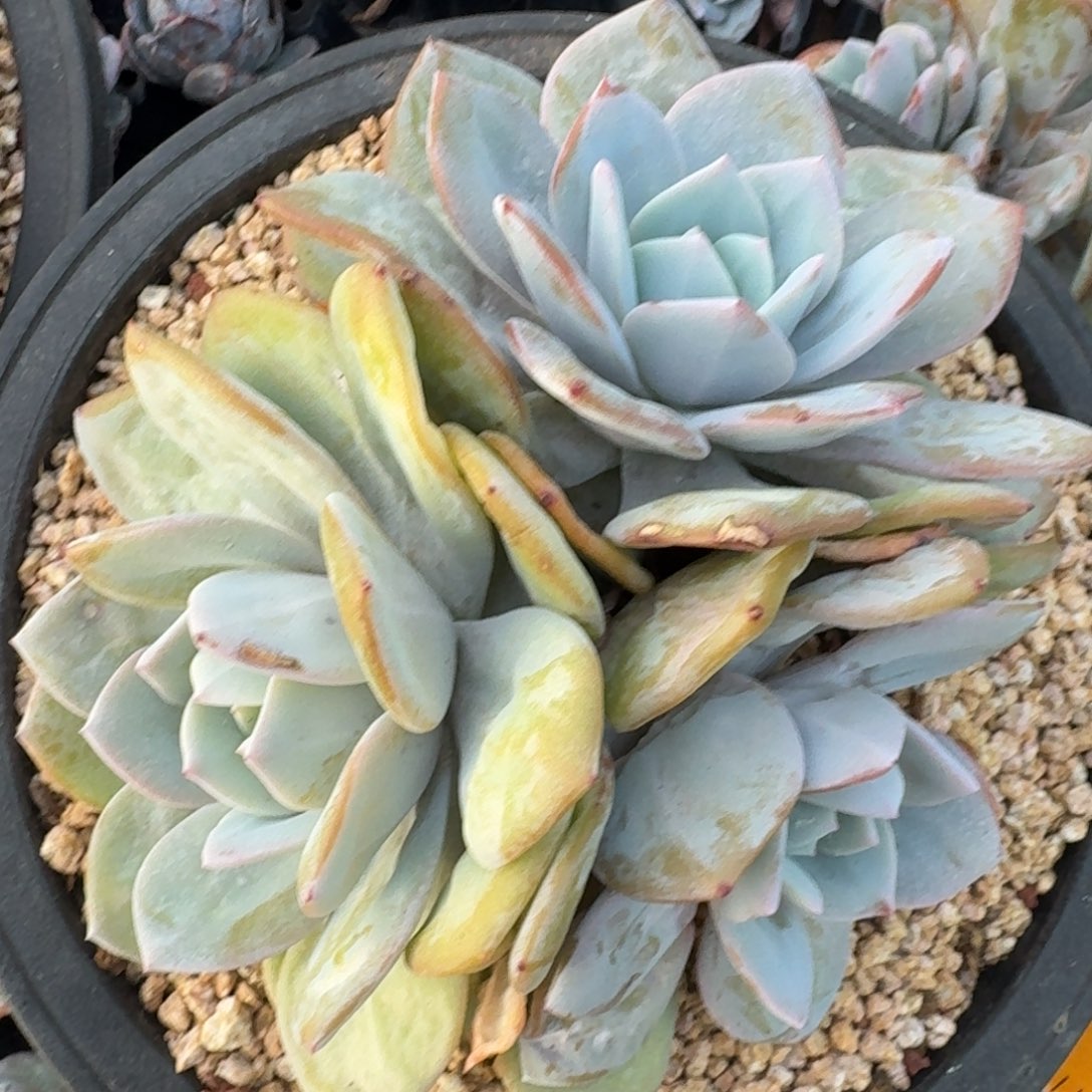 韩奶，3头，无砍，包正版