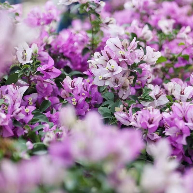 雪紫 三角梅 大苗三角梅好养活花卉绿植源头基地  不带花