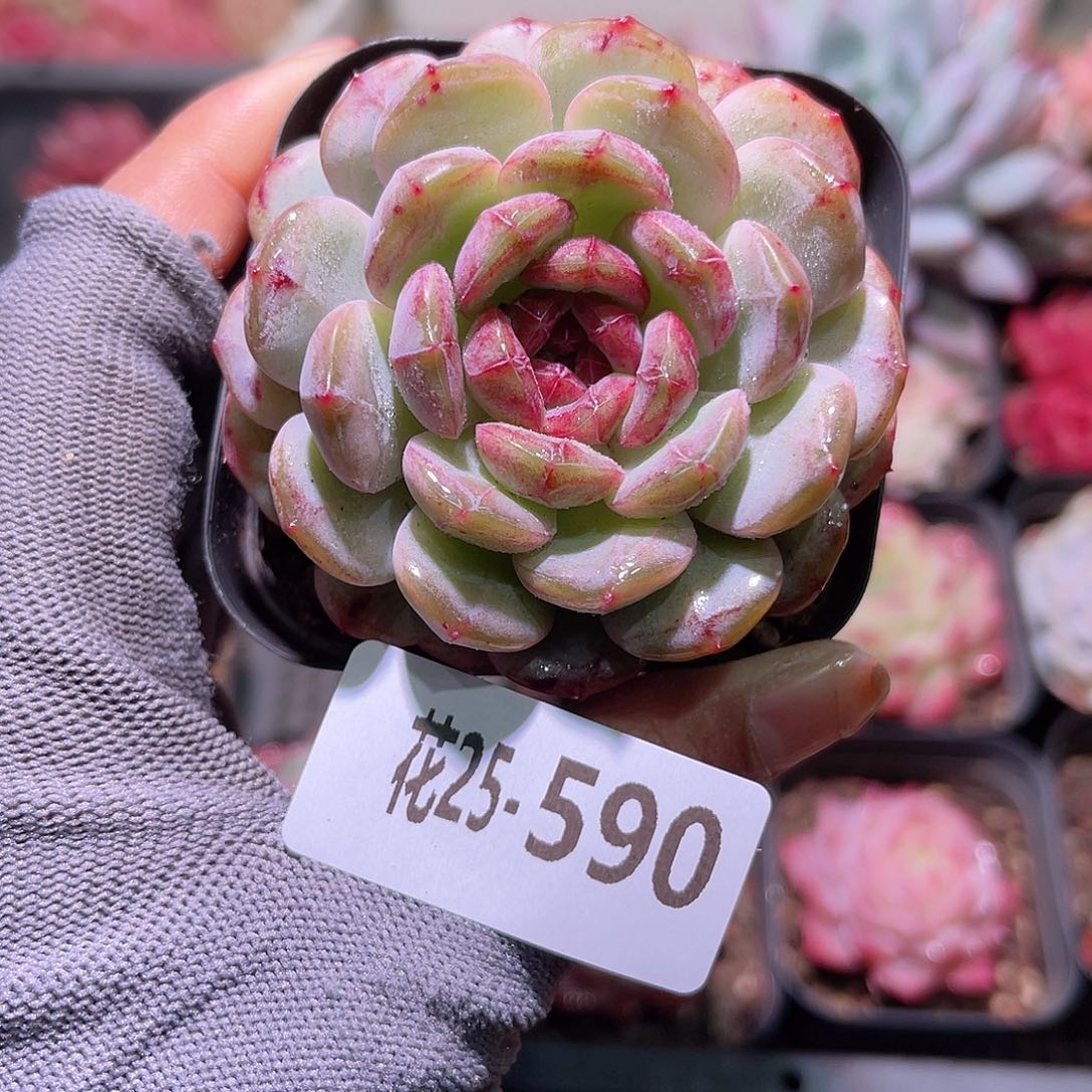 花25-590新品单头