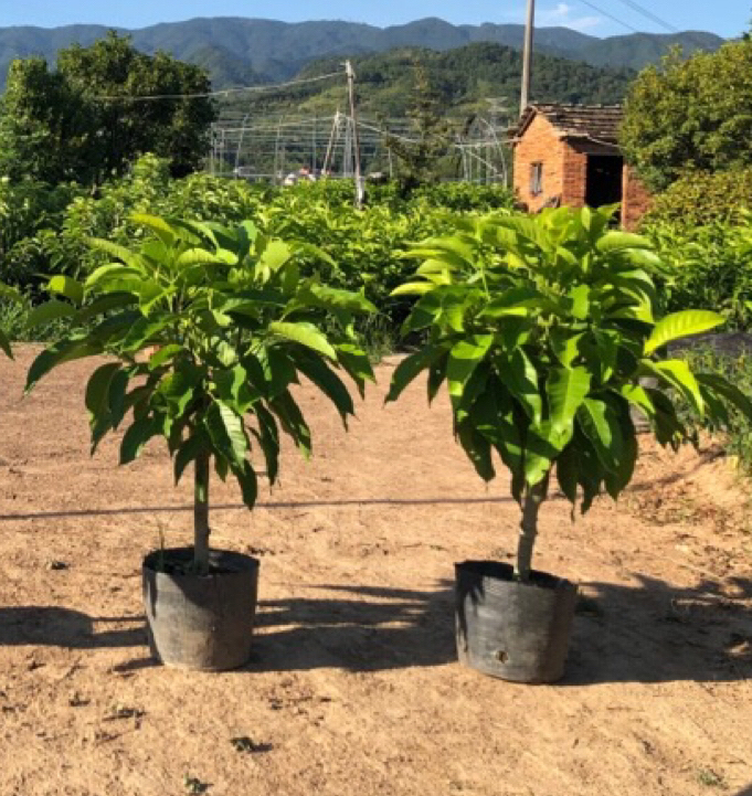 白兰花树苗玉兰原土浓香绿植庭院四季盆栽阳台美观花卉顺丰包邮