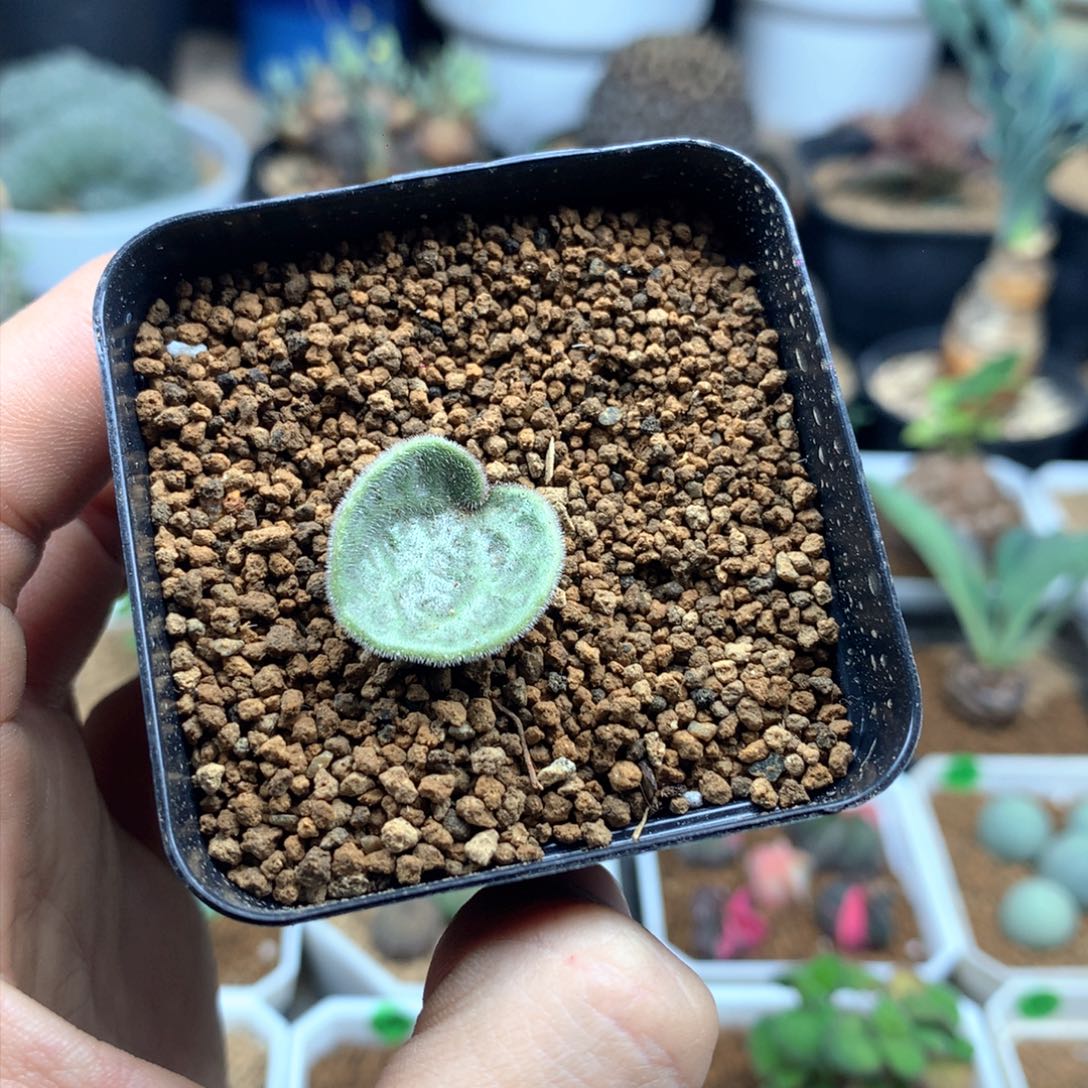 猪耳朵奇峰锦带盆