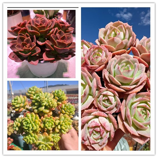 XP 香格里拉组合 多肉植物 好养  少水 基地直发