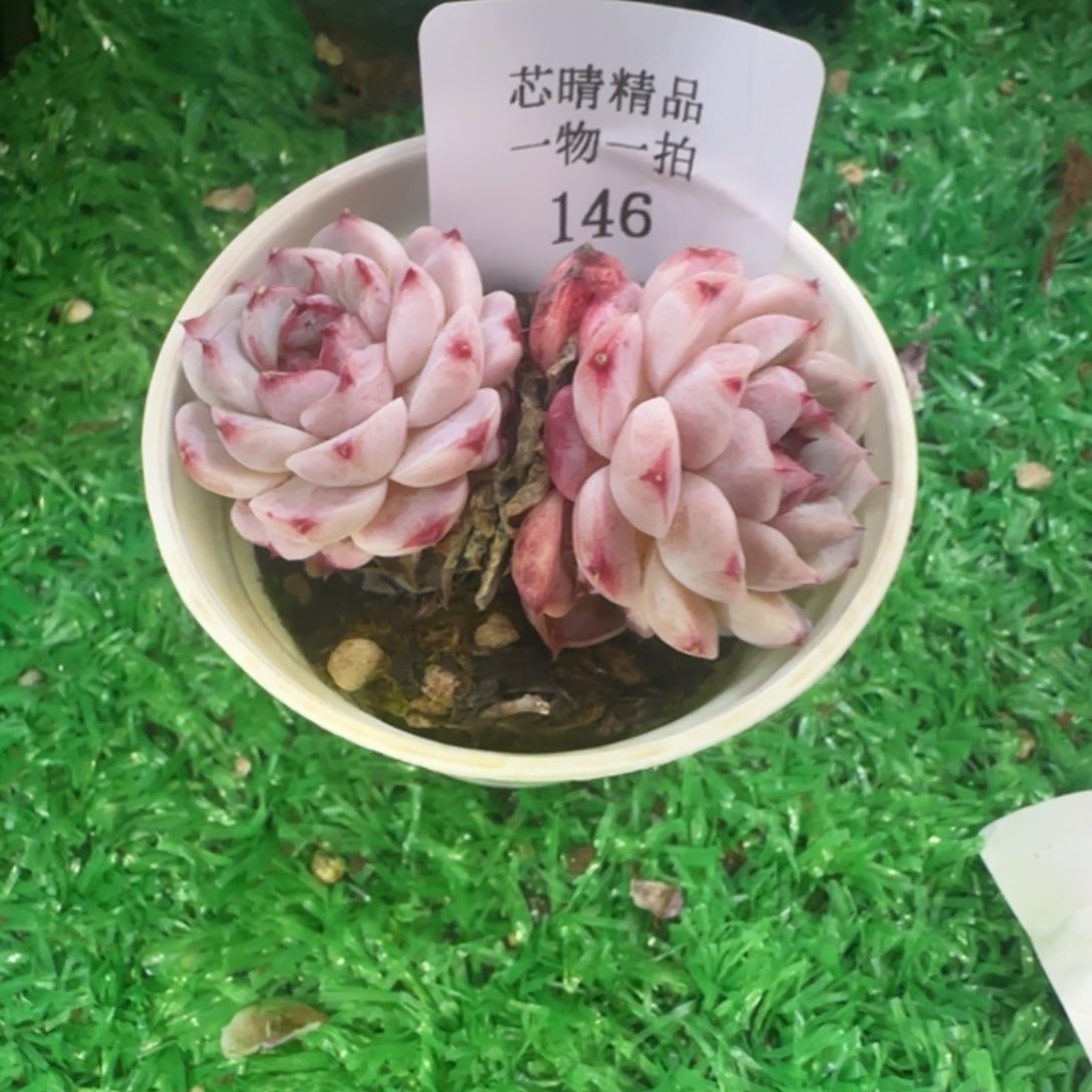闪购精品多肉146号