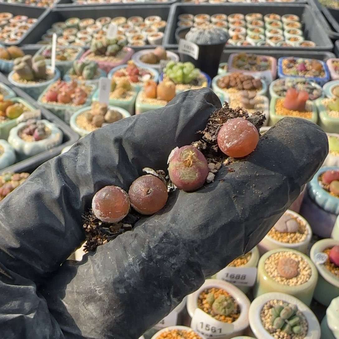 爱***喵1711-一物一拍  hhh