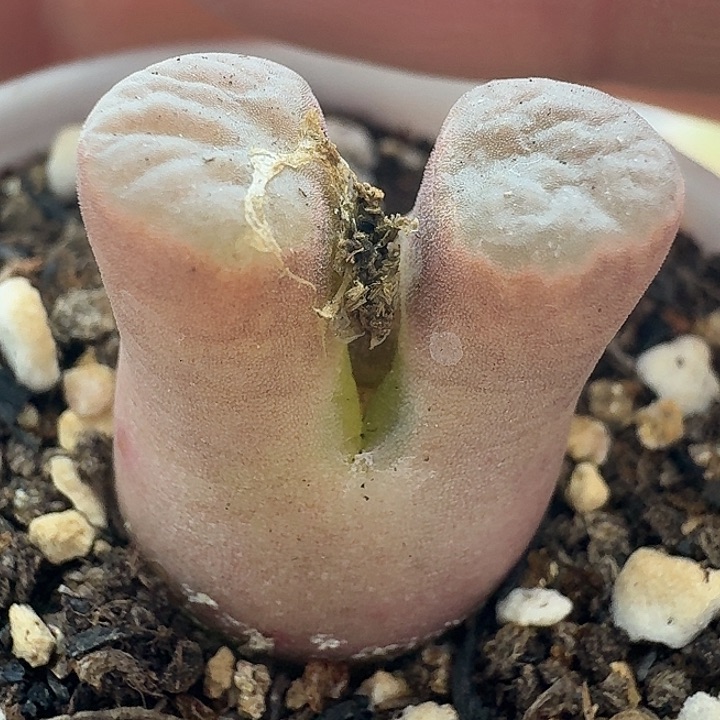 老马生石花磁铁2315