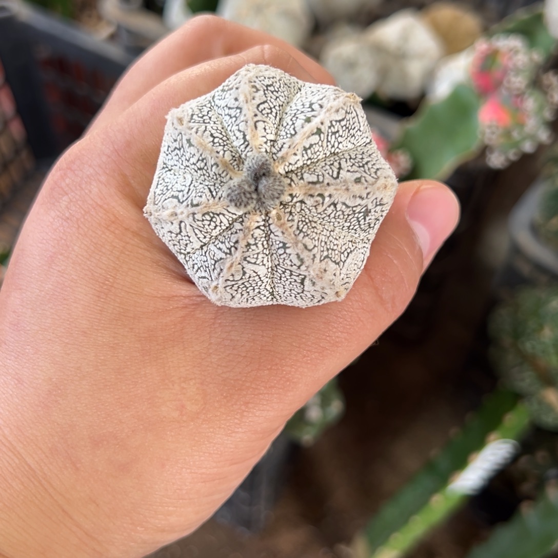 变异花纹恩冢仙人球58