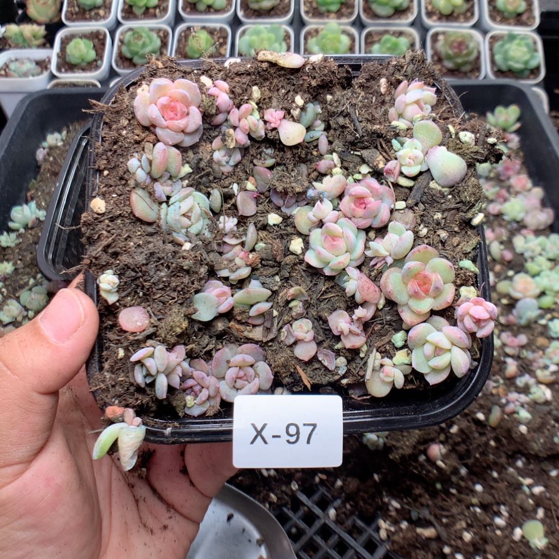 无花朵X97月英语英语