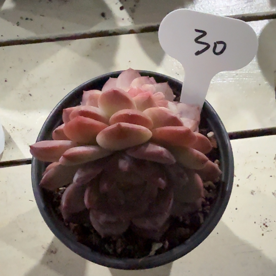 琥珀缀化30号带胸花