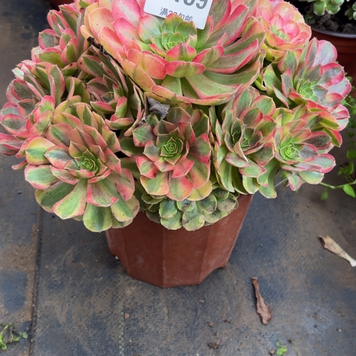 瑞妈多肉园艺199。轮回，