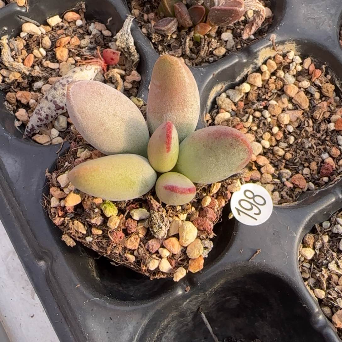 仙桃水泡多肉植物