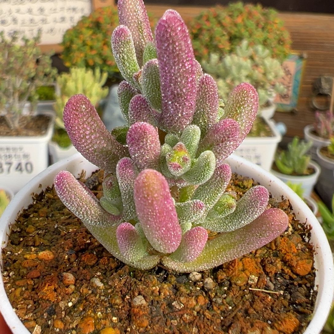 20-086枝干番杏多肉超紫