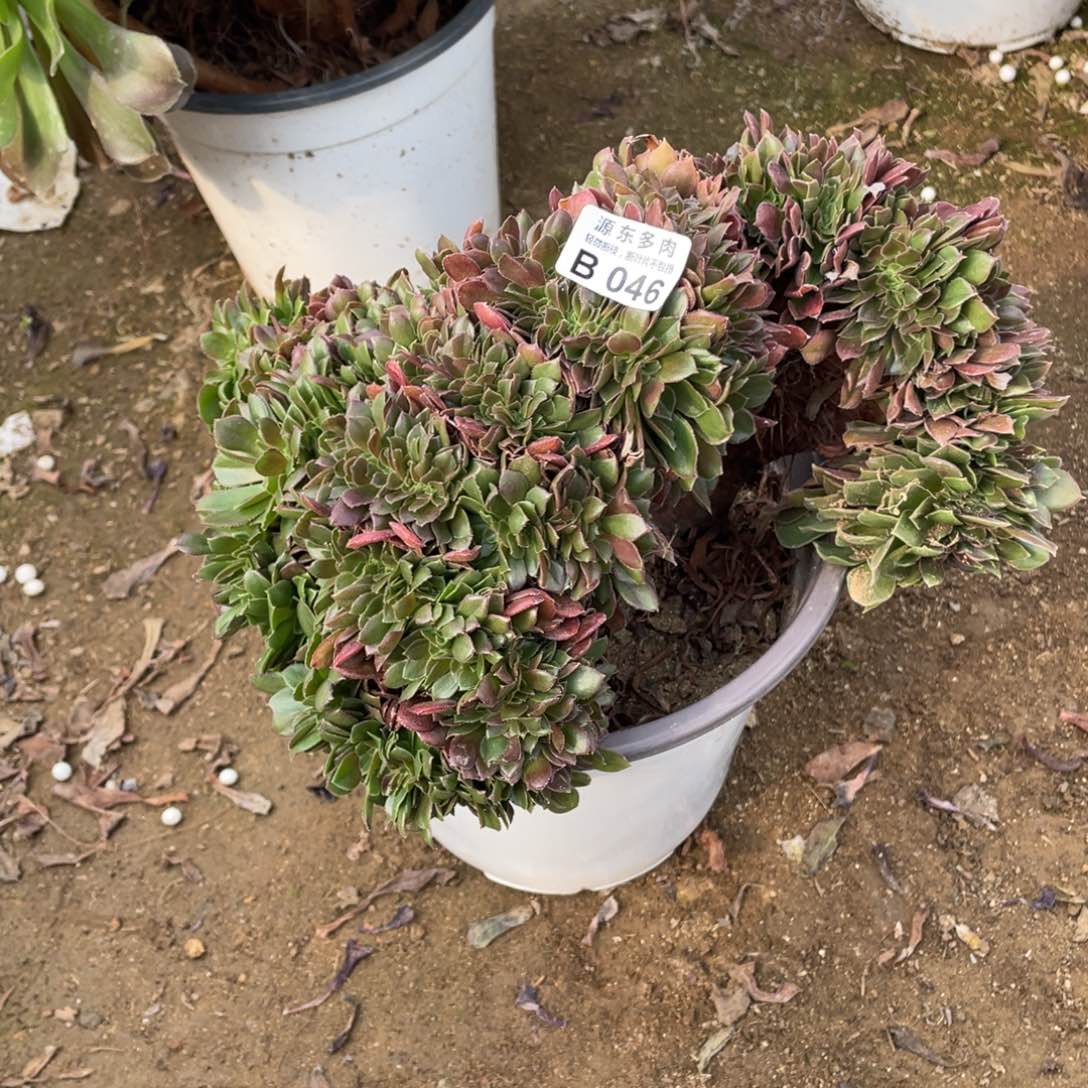 046柠檬多肉法师断枝不包