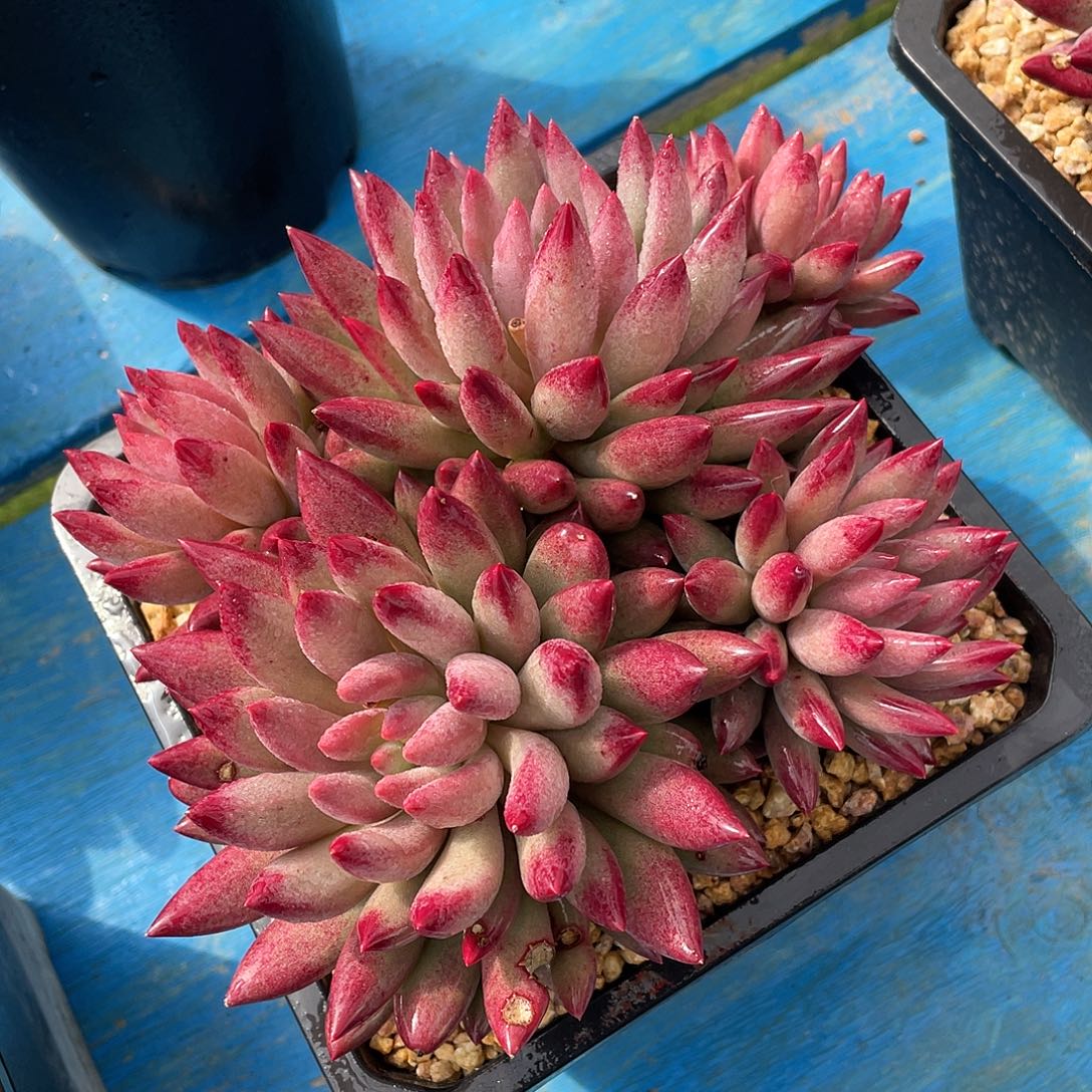 刚*多肉植物脱土包邮