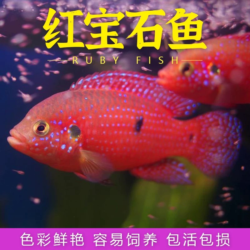 红宝石血钻红尾皇冠蓝宝石三湖慈鲷活体淡水热带观赏鱼好养活
