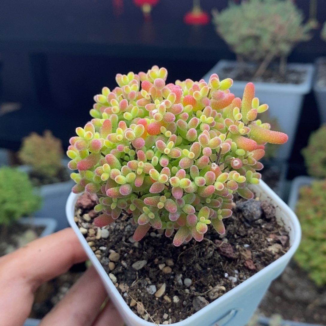 c7号蜜橘糖球枝干