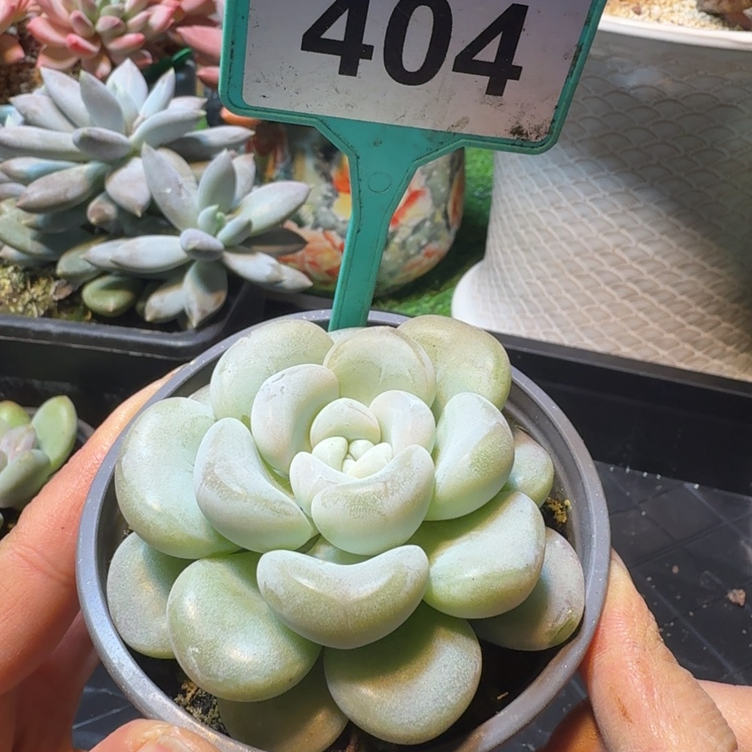 玉麒麟一物一拍404
