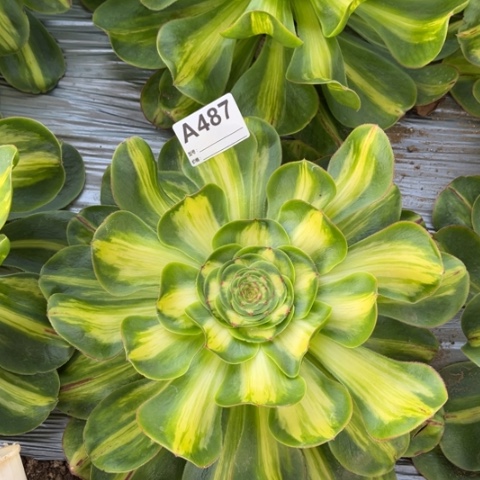 多肉植物暴君单头