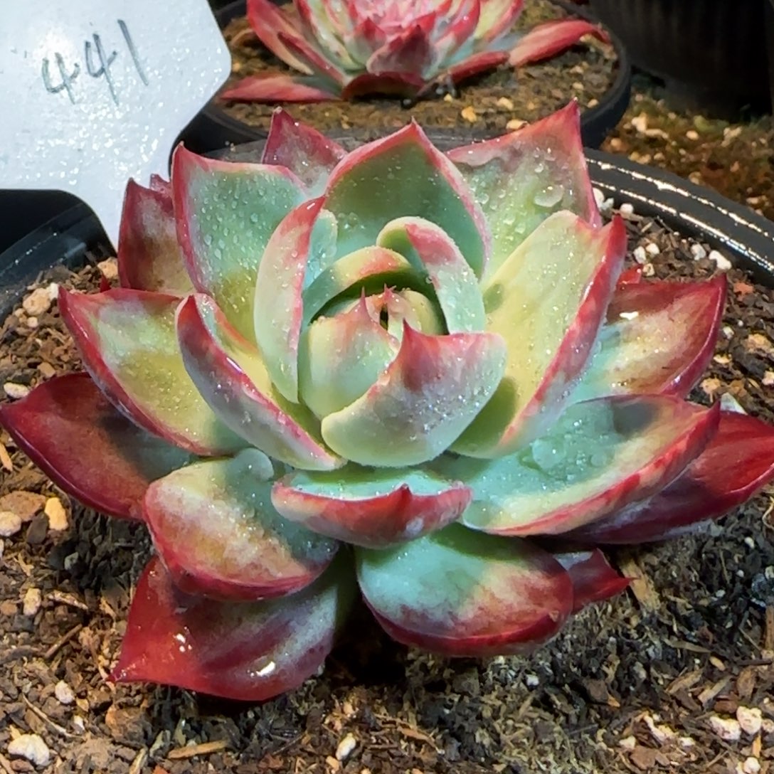 惊鸿一物一拍包装收缩花旱441