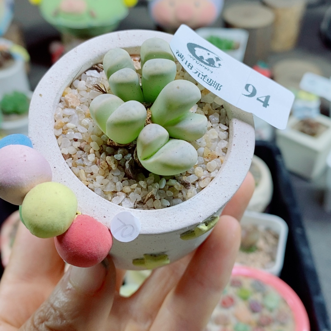 生石花花哈哈哈哈花花94