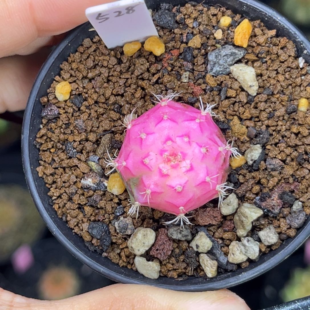 528     带盆土发货