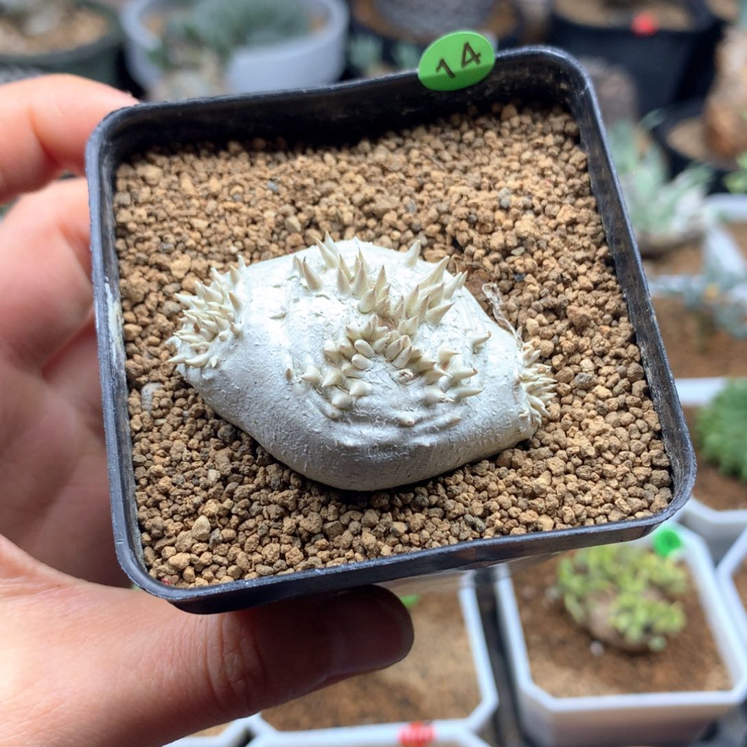 哈****哈14号带盆多肉 惠比