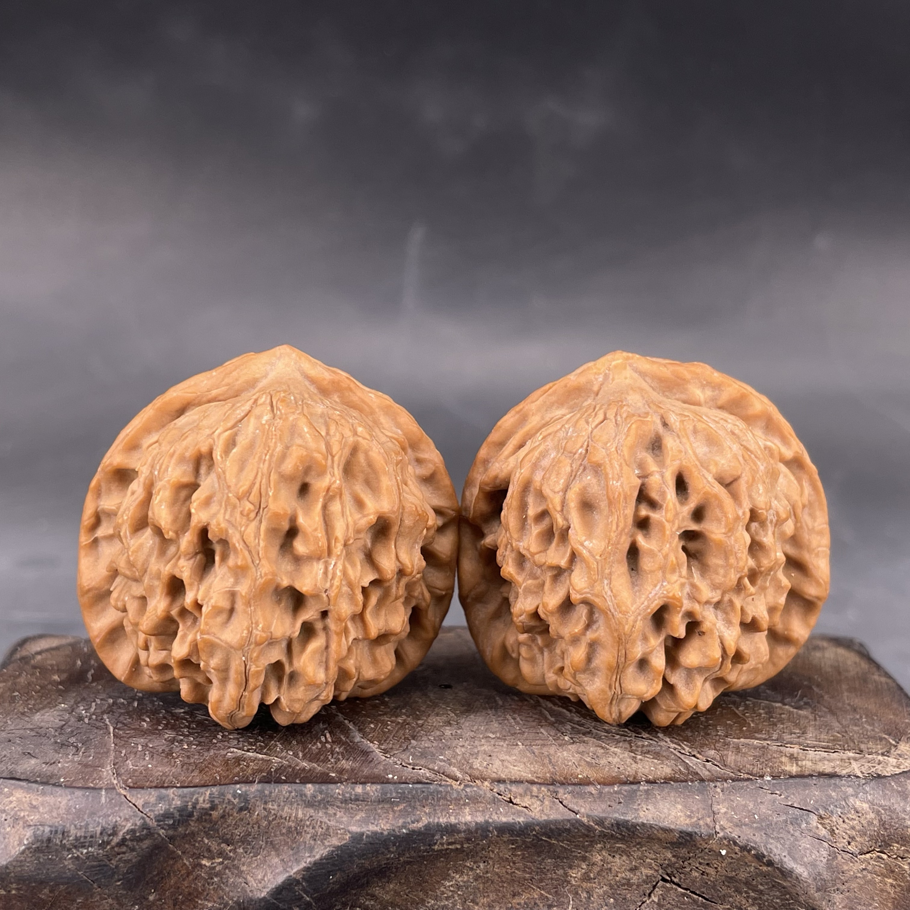 非嫁接元宝狮子头 矮桩大肚