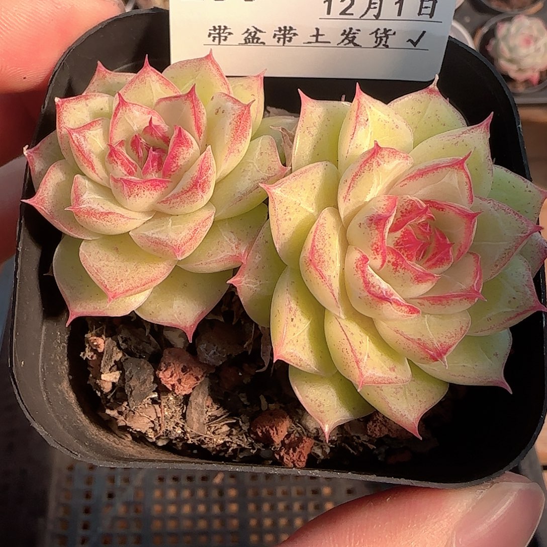 多肉1201-250女王玫瑰
