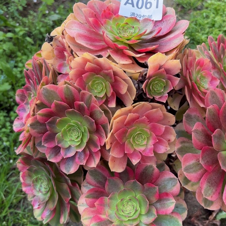 瑞妈多肉植物，061.雨荷