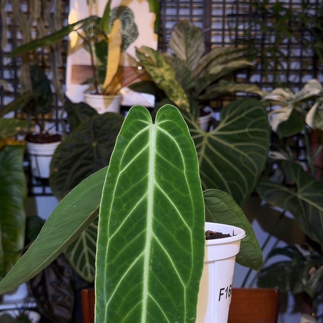 完全开放F160火鹤后