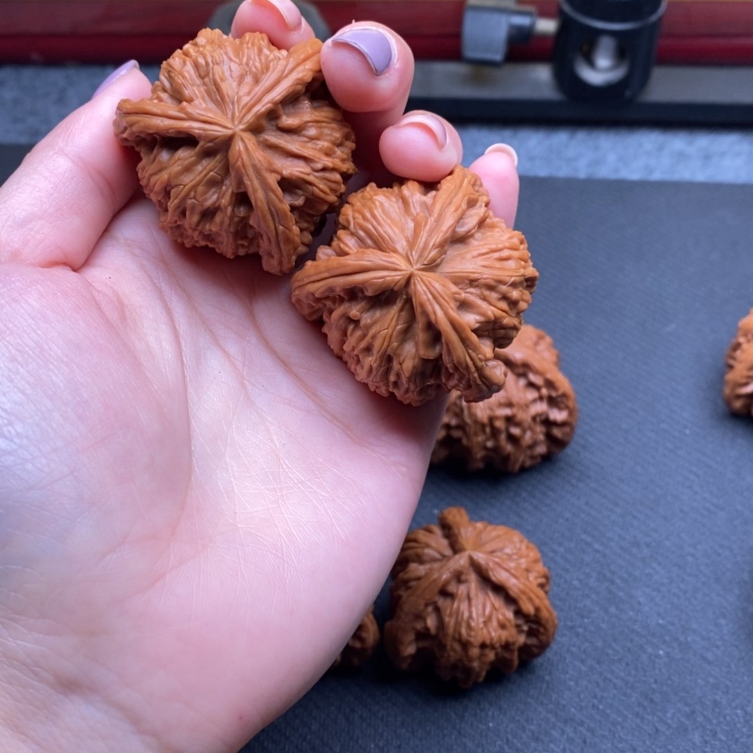 律*白狮子11111111111