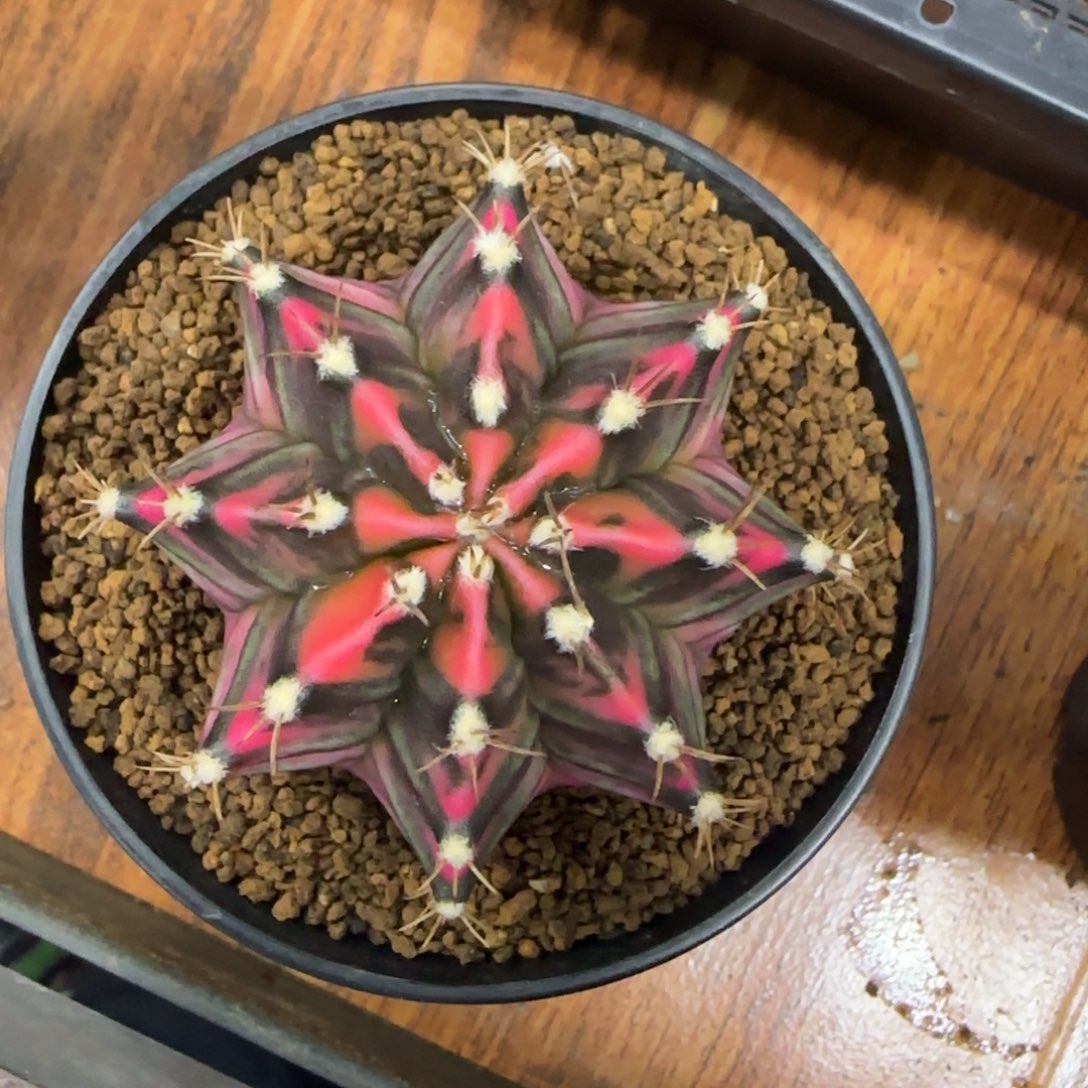 大***子泰系实生米哈锦福利