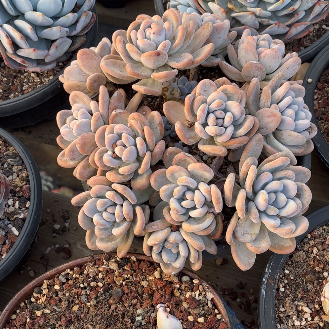 完全开放香水大群，官服23厘米