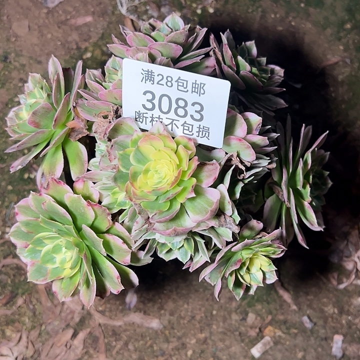 3083海仙多肉植物