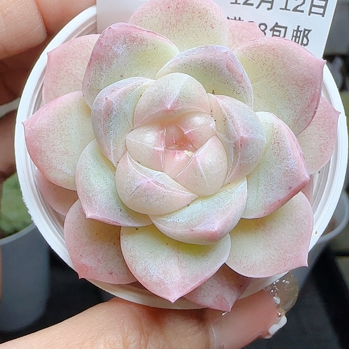 1212-160云璃优选