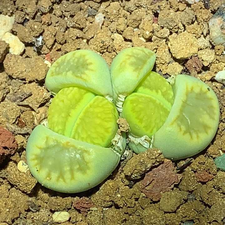 精品多肉植物绿菊尺寸小
