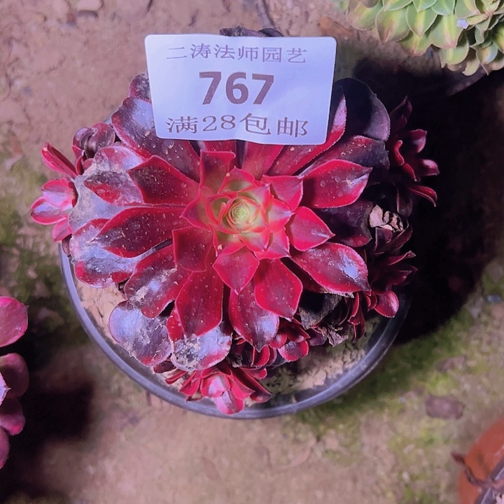 767美杜莎多肉老桩