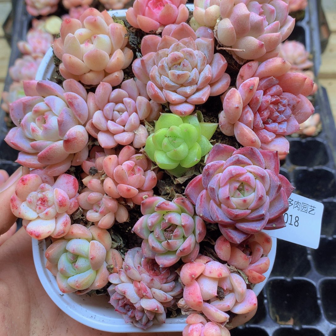 我要去看电影啦啊018